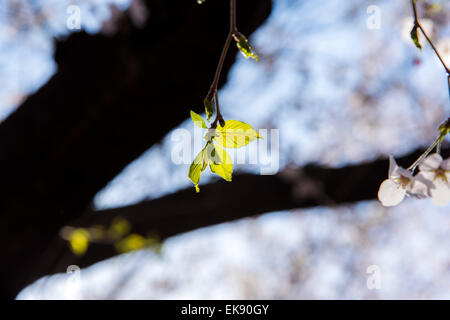 Spross der Kirschbaum, der Yoyogi-Park, Shibuya-Ku, Tokyo, Japan Stockfoto