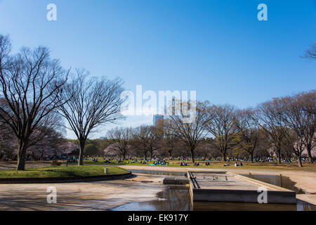 Kirschblüte, Yoyogi Park, Shibuya-Ku, Tokyo, Japan Stockfoto