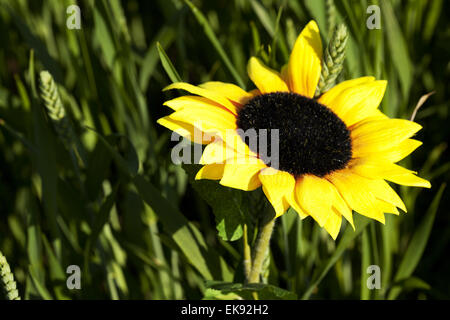 Sonnenblumen auf einem Hintergrund von grünem Rasen Stockfoto