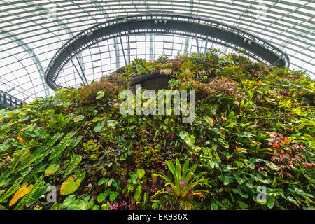 Die Wolke Gebirge. Nebelwald Konservatorium.  Gardens by the Bay. Singapur, Asien. Stockfoto
