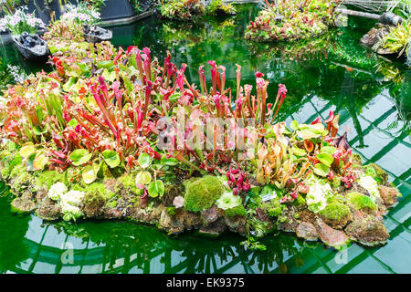 Schlauchpflanzen (Sarracenia sp). Stockfoto