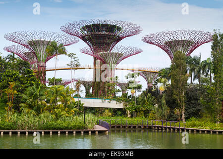 Die Supertree Grove. Gardens by the Bay. Singapur, Asien. Stockfoto