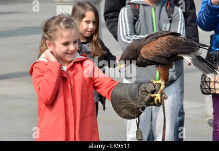 London, Großbritannien. April 2015. Ein Harris's Hawk, der zur Kontrolle der Tauben auf dem Trafalgar Square verwendet wird, wird in den Osterferien der Öffentlichkeit gezeigt.Quelle: PjrNews/Alamy Live News Stockfoto