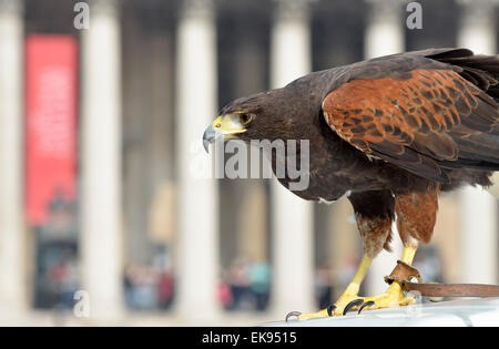 London, Großbritannien. April 2015. Ein Harris's Hawk (Parabuteo unicinctus), der zur Kontrolle der Tauben auf dem Trafalgar Square verwendet wurde, wird der Öffentlichkeit vom Handler Wayne Parsons gezeigt.Quelle: PjrNews/Alamy Live News Stockfoto