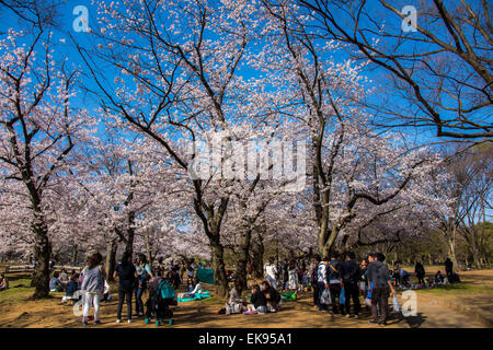 Kirschblüte, Meguro River, Meguro-Ku, Tokyo, Japan Stockfoto