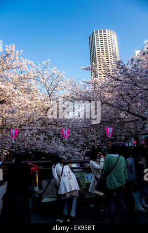 Kirschblüte, Meguro River, Meguro-Ku, Tokyo, Japan Stockfoto