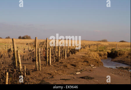 Stert Wohnungen in Bridgewater Somerset Stockfoto