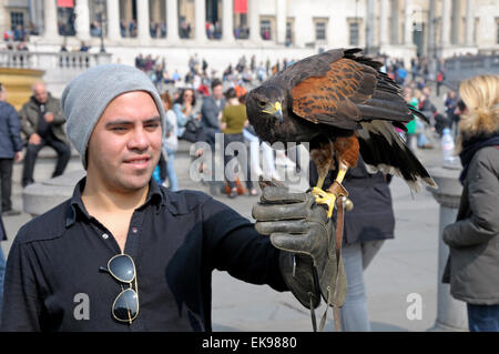 London, Großbritannien. April 2015. Ein Harris's Hawk, der zur Kontrolle der Tauben auf dem Trafalgar Square verwendet wird, wird der Öffentlichkeit während der osterferien gezeigt Stockfoto