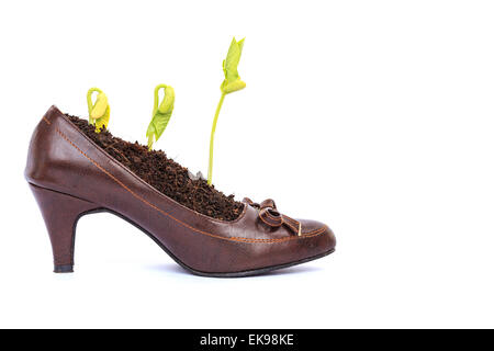 Junge Pflanze Wachstum in Lady Schuh, Recycling-Konzept Stockfoto