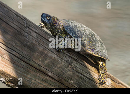 Europäische Sumpfschildkröte oder Sumpfschildkröte (Emys Orbicularis), an der archäologischen Stätte von Butrint, im Süden Albaniens Stockfoto