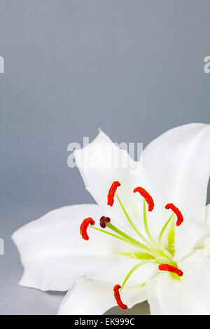 Lilie Blume Stockfoto