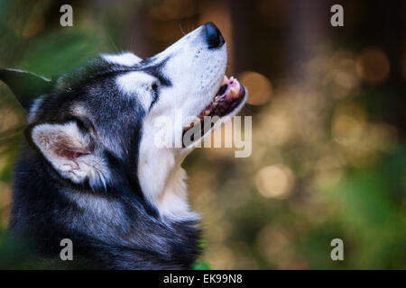 Siberian Husky in einem Wald Stockfoto