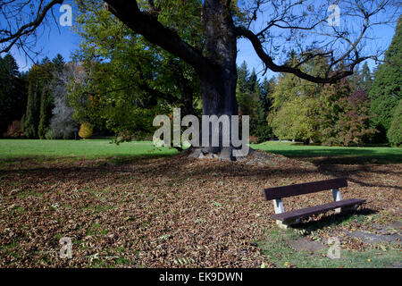 einsame Bank in den herbstlichen Wald Stockfoto
