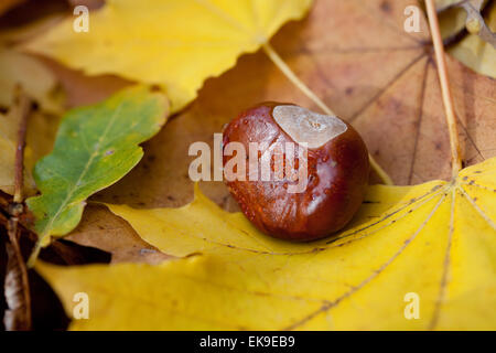 Kastanie auf gelbes Herbstlaub liegend Stockfoto