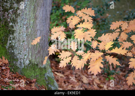 herbstliche Eiche Blätter an den Bäumen Stockfoto