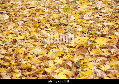 Hintergrund der gelben Blätter im Herbst Stockfoto