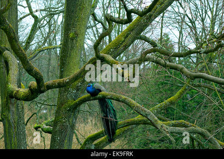 Pfau, sitzt auf einem Ast im Herbst park Stockfoto