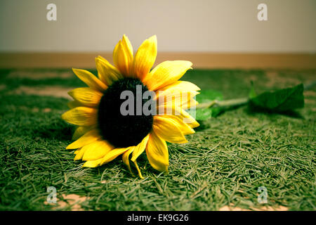 Hintergrund der Weihnachtsbaum Nadeln und Sonnenblumen liegen auf Stockfoto