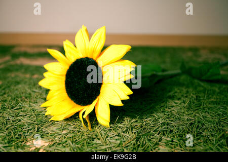 Hintergrund der Weihnachtsbaum Nadeln und Sonnenblumen liegen auf Stockfoto