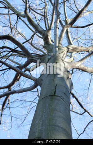 Krone Big Tree gegen den blauen Himmel Stockfoto