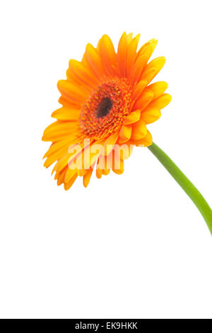 eine orange Gerbera-Blume, isoliert auf weiss Stockfoto