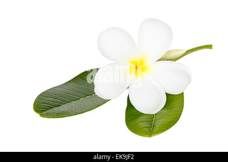 Hautnah weiße Frangipani Blume auf Wite Hintergrund isoliert Stockfoto