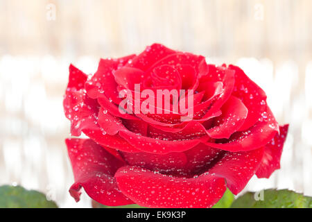 große schöne rote rose mit Wassertropfen