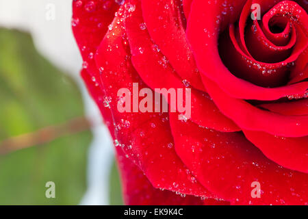 Hintergrund der großen schönen Tropfen rote Rose mit Wasser