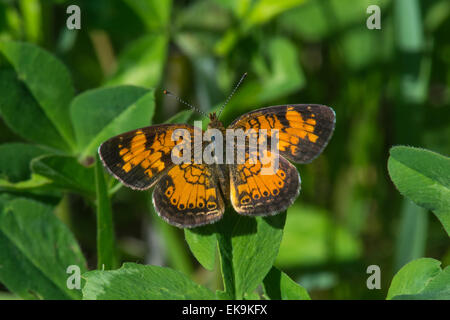 Pearl Crescent thront auf einige Klee im Sommer. Stockfoto