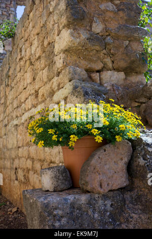 Topf an Wand mit gelben Bidens gestellt Stockfoto