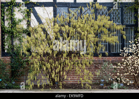 Stachyurus Chinensis. Chinesische Stachyurus Pflanze im Frühjahr bei RHS Wisley Gardens, Surrey, England Stockfoto