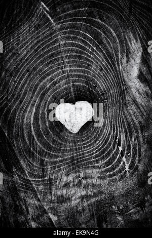 Herzstein Form auf gesägter Baumstamm. Herz des Waldes Stockfoto