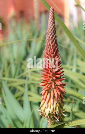 Eine einzelne "rote heiße Poker" (Kniphofia) Blume in voller Blüte gegen Laub Stockfoto