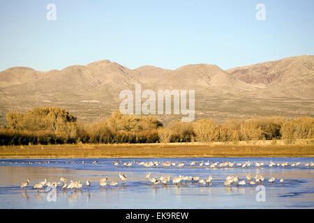 Sandhill Kran im Bosque del Apache National Wildlife Refuge in der Nähe von Socorro, New Mexico, USA Stockfoto