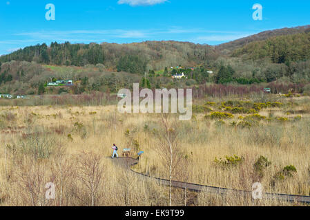 CORS Dyfi, ein Naturschutzgebiet von laufen Montgomery Wildlife Trust, in der Nähe von Machynlleth, Powys, North Wales UK Stockfoto