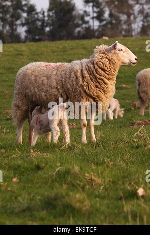 Titley, Herefordshire, UK April 2015. Schaf Schafe den Sonnenuntergang beginnen, legen Sie als ihr Lamm ernährt sich von ihr nach einem weiteren feinen trockenen Tag in weiten Teilen von Großbritannien. Stockfoto