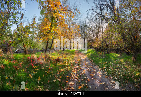 Sonnenuntergang im Herbst im Wald mit Grün und rot und Orange Blätter (Ukraine) Stockfoto