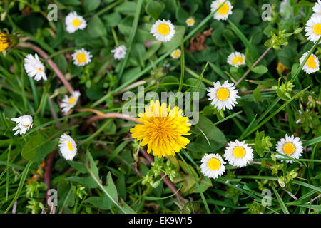 Hintergrund, Löwenzahn, grüne Gras und Gänseblümchen Stockfoto