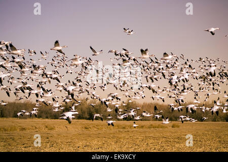 Schneegänse im Flug bei Bosque del Apache National Wildlife Refuge, NM, USA Stockfoto