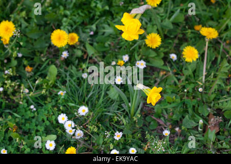 Hintergrund, Löwenzahn, grüne Gras und Gänseblümchen Stockfoto