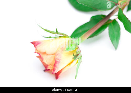 gelb-rot rose isoliert auf weiß Stockfoto