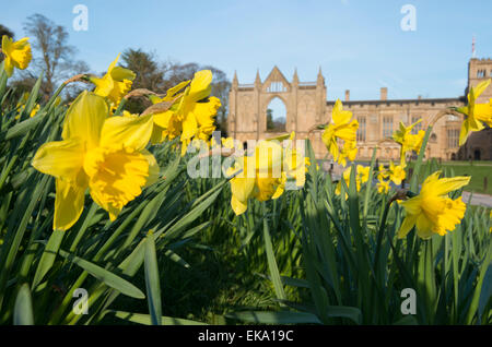 Frühling-Narzissen in Newstead Abbey in Nottinghamshire, England UK Stockfoto