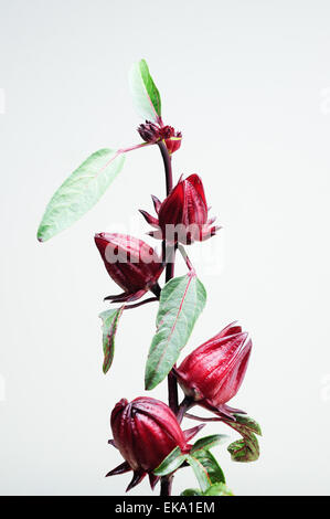 Roselle Früchte am Baum Stockfoto