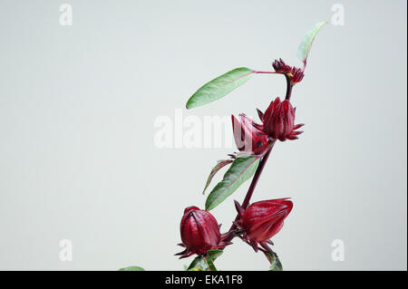 Roselle Früchte am Baum Stockfoto