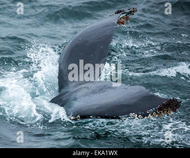Heckrotorblätter Buckelwal (Impressionen Novaeangliae), Antarktis Stockfoto