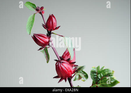 Roselle Früchte am Baum Stockfoto