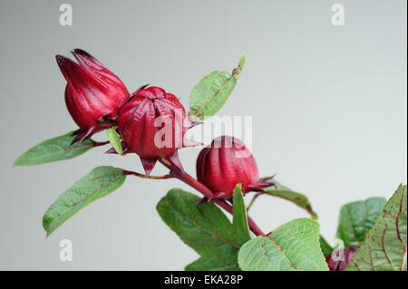 Roselle Früchte am Baum Stockfoto