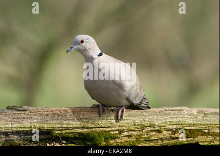 Ein Collared Dove (Streptopelia Decaocto) setzte sich auf eine alte Holztor in die Landschaft von Cheshire Stockfoto