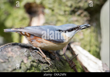 Ein Kleiber (Sitta Europaea) sammeln von Samen von einer Futterstelle in Cheshire Stockfoto