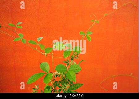 Orange Wand mit flora Stockfoto